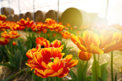 Colorful tulips grow and bloom in fields on spring time at sunset