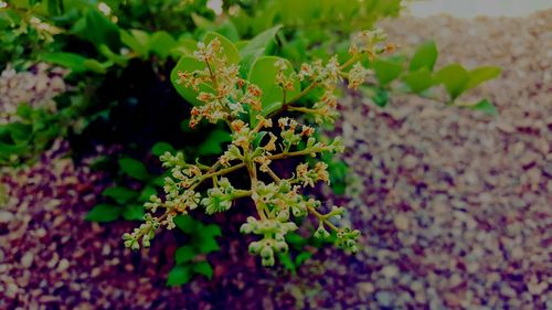 Close-up of plant