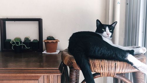 Cat sitting on chair at home