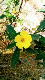Close-up of yellow flowers