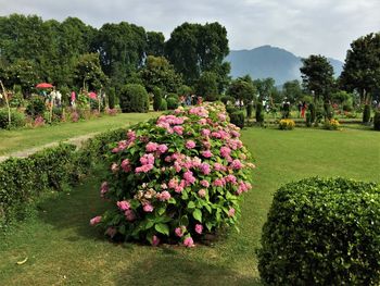 Flowers growing in park