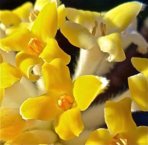 Close-up of yellow flowers