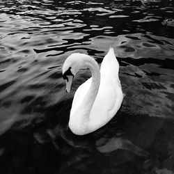 Swan floating on lake