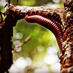 Close-up of tree branch