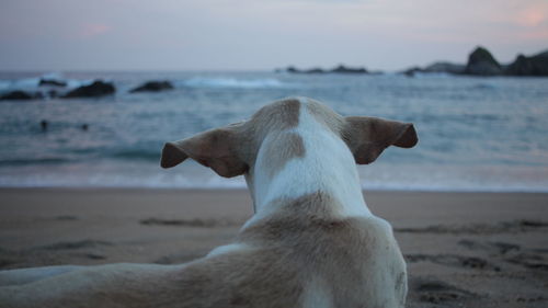 Rear view of dog at sea shore