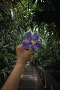 Close-up of hand holding purple flowering plant