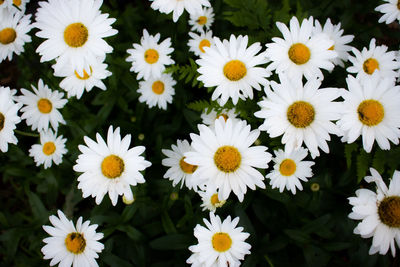 Close-up of white daisy flowers