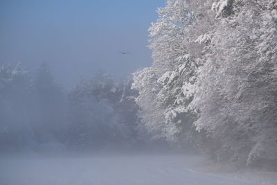 Snow covered land and trees against sky