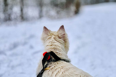 Dog on snow covered land