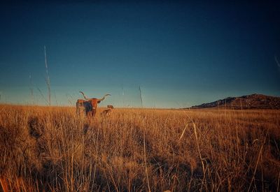 Horse on field against clear sky