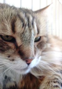 Close-up portrait of a cat