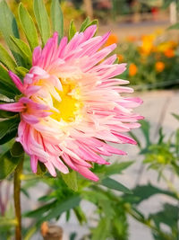 Close-up of pink flowering plant