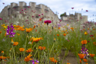 Close-up of flowering plants on field