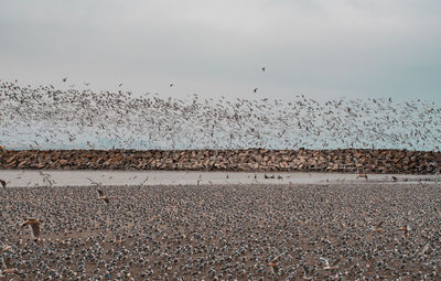 Flock of birds flying over beach against cloudy sky