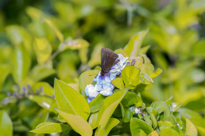 Close-up of butterfly perching on flower