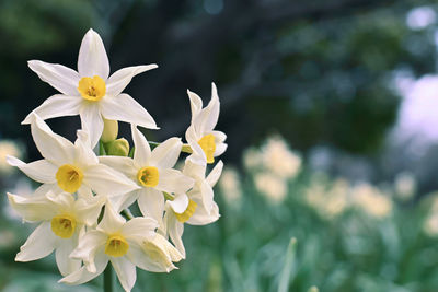 Close-up of white flowering plant