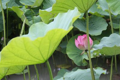 Close-up of flower blooming outdoors