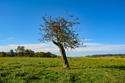 Tree on field against sky