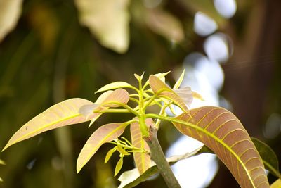 Close-up of new leaves