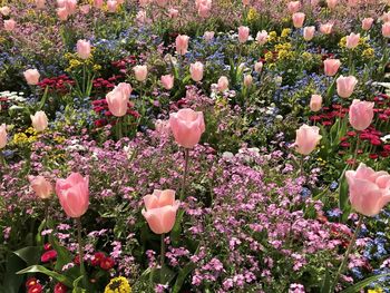 Close-up of pink flowering plants on field