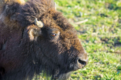 Close-up of a bison