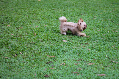 Dog on field