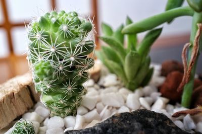 Close-up of cactus plant