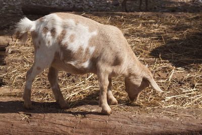 Close-up of horse on field