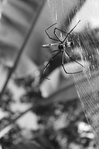 Close-up of spider on web