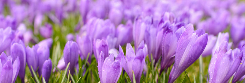 Close-up of purple crocus flowers growing on field