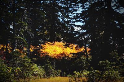 Trees in forest during autumn