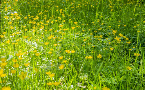 Full frame shot of yellow flowering plants on field