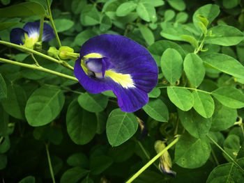 Close-up of purple flower