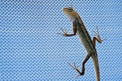 Close-up of lizard