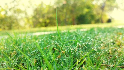 Close-up of grass on field