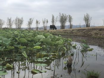 Scenic view of lake against sky