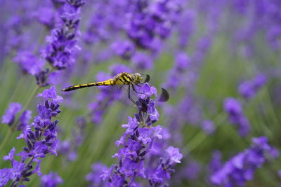 Close-up of purple flowers