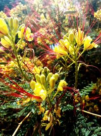 Close-up of yellow flower