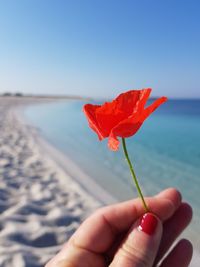 Close-up of hand holding red flower