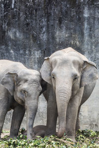 Elephant standing on land