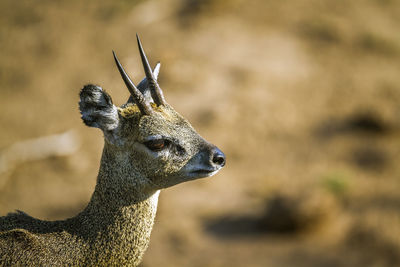 Close-up of deer standing on field