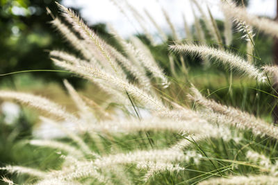 Close-up of stalks in field