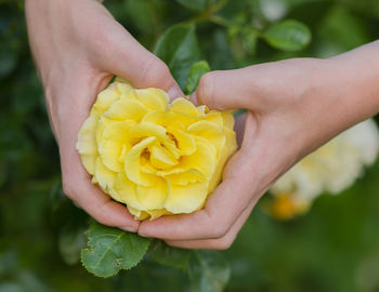 Close-up of hand holding yellow rose