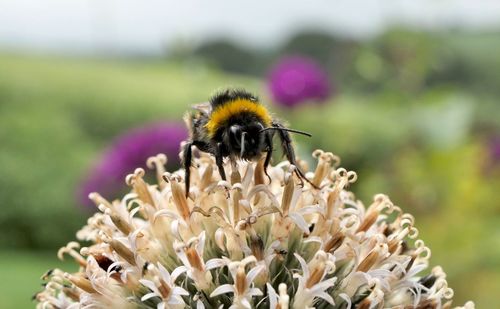 Close-up of bee pollinating on flower