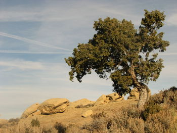 Scenic view of landscape