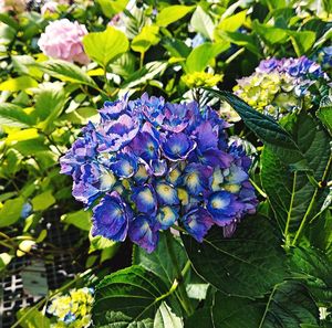 Close-up of purple hydrangea blooming outdoors