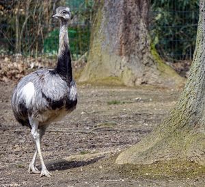 Bird standing in a field