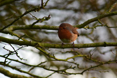 Close-up of bird perching on tree