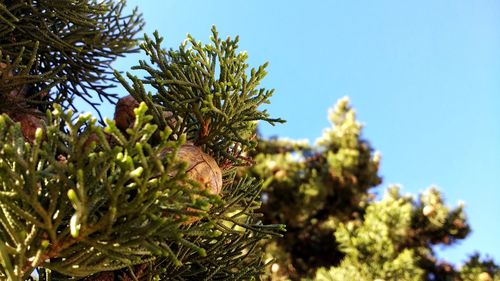 Low angle view of pine tree against sky