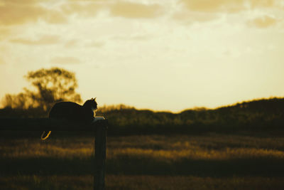 Silhouette of a horse on field